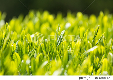 日本茶の茶葉 新芽 新茶 日本茶の茶葉 新芽 新茶 30386642