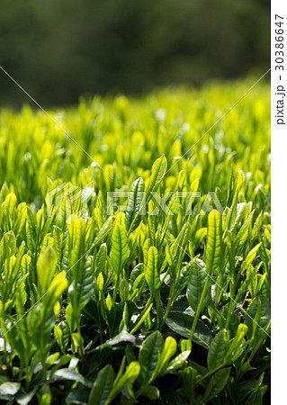 日本茶の茶葉　新芽　新茶 30386647