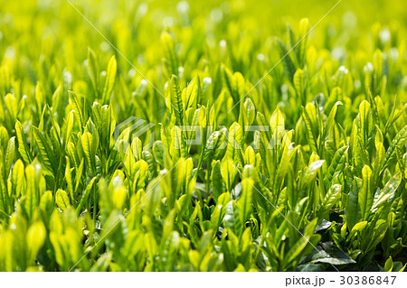日本茶の茶葉　新芽　新茶 30386847