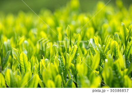 日本茶の茶葉 新芽 新茶 日本茶の茶葉 新芽 新茶 30386857