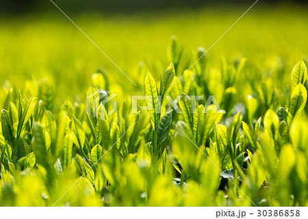 日本茶の茶葉　新芽　新茶 30386858