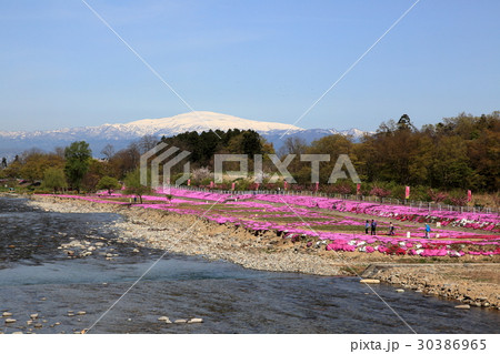 立谷川の芝桜 30386965