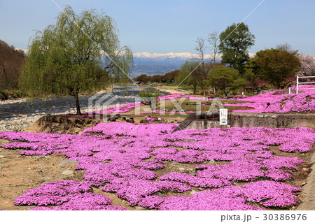 立谷川の芝桜 30386976