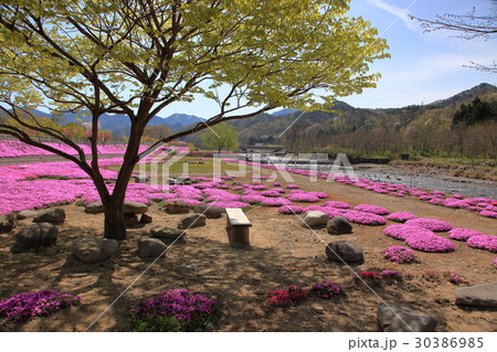 立谷川の芝桜 30386985