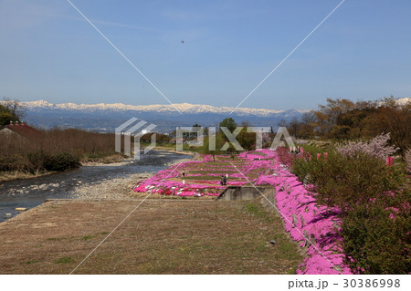 立谷川の芝桜 30386998