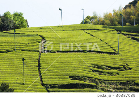 日本茶の茶葉　新芽　新茶 30387039