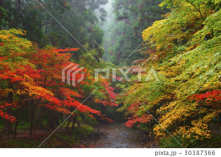 紅葉 紅葉 30387366