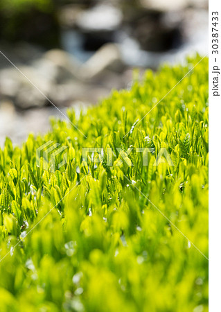 日本茶の茶葉　新芽　新茶 30387433