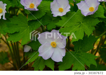 シラネアオイ シラネアオイ 30387672