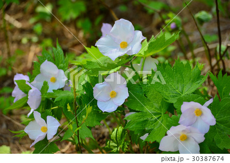 シラネアオイ シラネアオイ 30387674