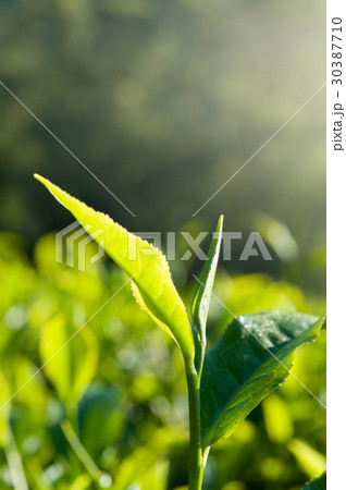 green tea close up, cameron higlands malaysia green tea close up, cameron higlands malaysia 30387710
