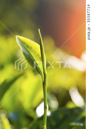 green tea close up, cameron higlands malaysia green tea close up, cameron higlands malaysia 30387714