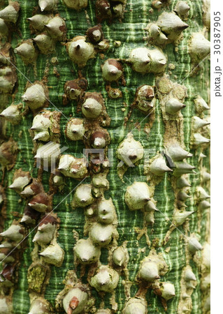 キワタの幹 キワタの幹 30387905