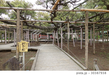 江戸川区東小岩の善養寺(影向の松) 江戸川区東小岩の善養寺(影向の松) 30387938