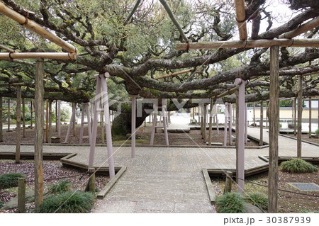 江戸川区東小岩の善養寺（影向の松） 30387939