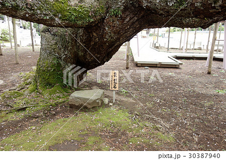 江戸川区東小岩の善養寺（影向の石） 30387940