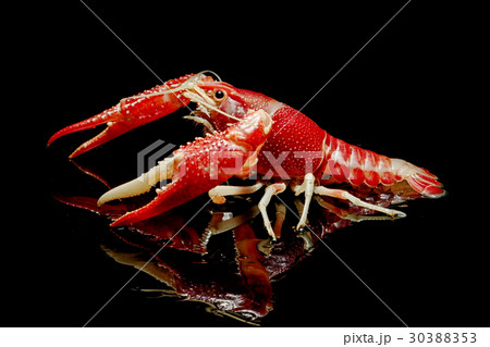 Crayfish Procambarus Clarkii Ghost Crayfish Procambarus Clarkii Ghost 30388353
