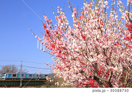 西武S-TRAINと桃の花 西武S-TRAINと桃の花 30388730