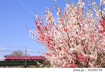 西武鉄道・ピンクの電車 30388736