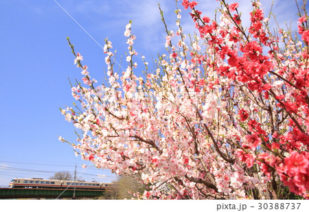 西武レッドアロークラシックと桃の花 西武レッドアロークラシックと桃の花 30388737