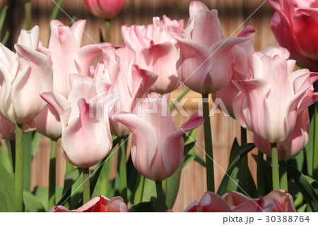 色鮮やかなチューリップ 30388764