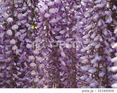 藤の花 藤の花 30388906