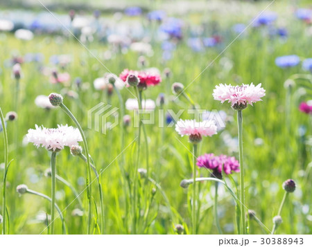 ヤグルマソウ 30388943