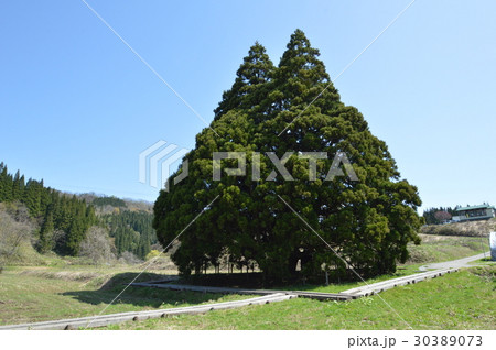 トトロの木 トトロの木 30389073