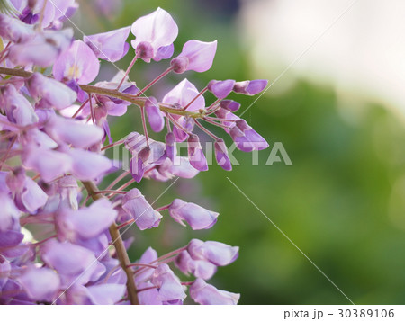 むらさき藤の花の写真素材