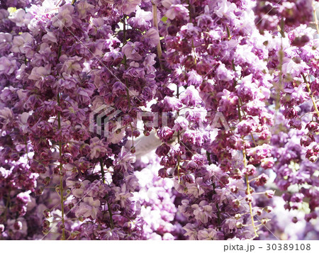 八重藤の花 八重藤の花 30389108