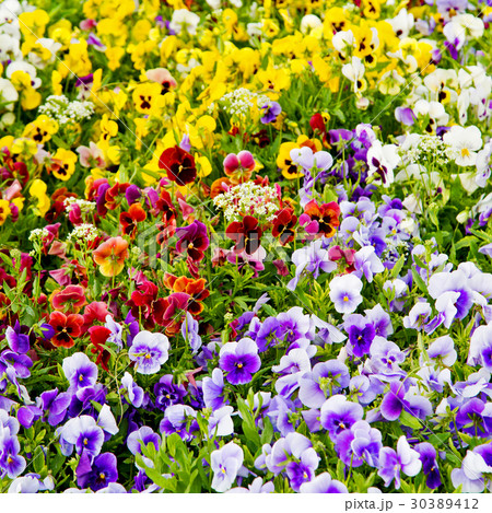 the flowers and garden the flowers and garden 30389412