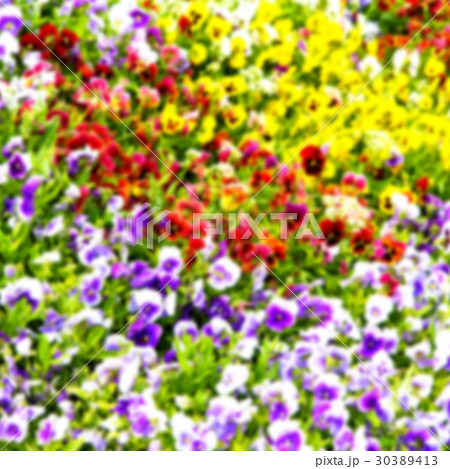 the flowers and garden the flowers and garden 30389413