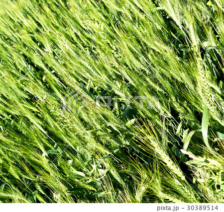 in iran cultivated farm 30389514