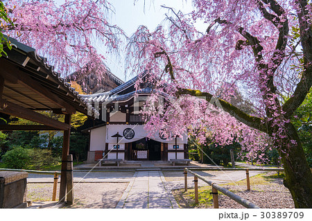 京都 養源院の桜 京都 養源院の桜 30389709