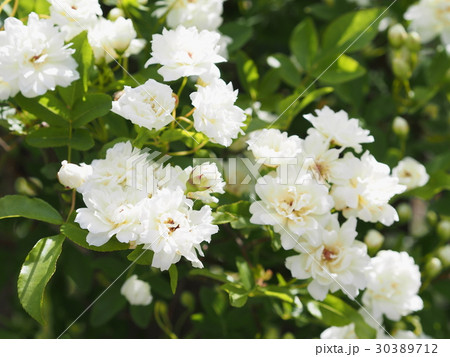 モッコウバラ モッコウバラ 30389712