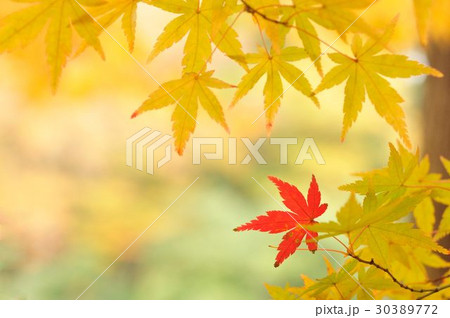 もみじの紅葉 もみじの紅葉 30389772
