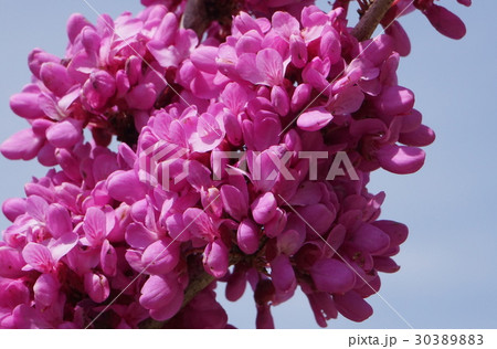 ハナズオウ　集まり咲 30389883