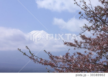 山梨県富士吉田市から見る富士山と桜 山梨県富士吉田市から見る富士山と桜 30389902