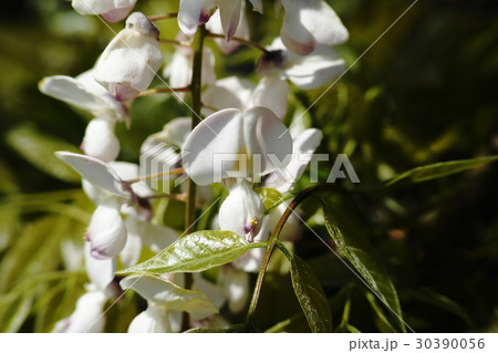 フジ　藤　Wisteria 30390056