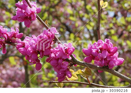 ハナズオウ 蕾 ハナズオウ 蕾 30390216