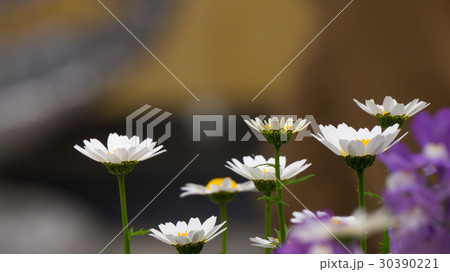 chamomile 30390221