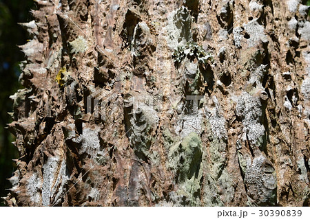 trunk thorny of bombax ceiba tree background trunk thorny of bombax ceiba tree background 30390839