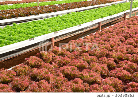 hydroponic plants in vegetable garden farm, 30390862