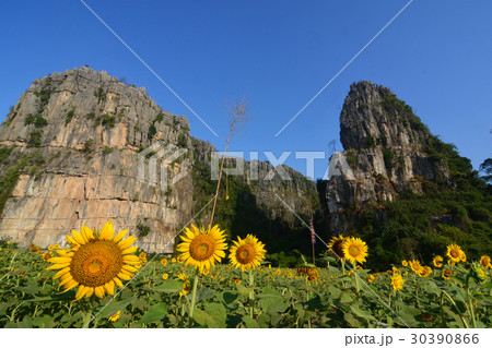 Sunflowers in valley 30390866