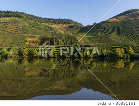 Moselle with Vneyards and Reflection 30391131