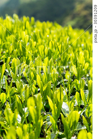 日本茶の茶葉　新芽　新茶 30391209