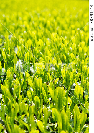 日本茶の茶葉　新芽　新茶 30391214