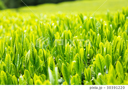 日本茶の茶葉 新芽 新茶 日本茶の茶葉 新芽 新茶 30391220