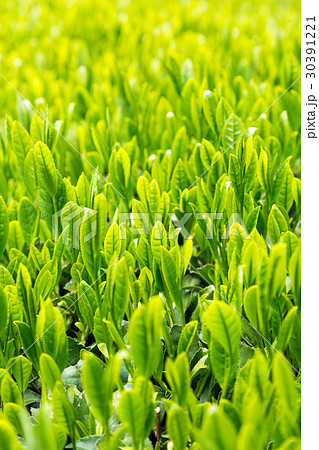 日本茶の茶葉 新芽 新茶 日本茶の茶葉 新芽 新茶 30391221