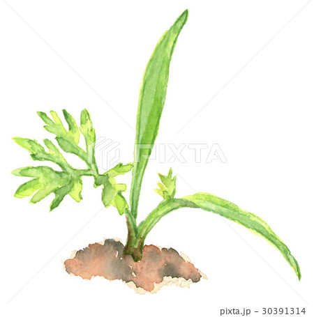 ニンジンの発芽のイラスト素材